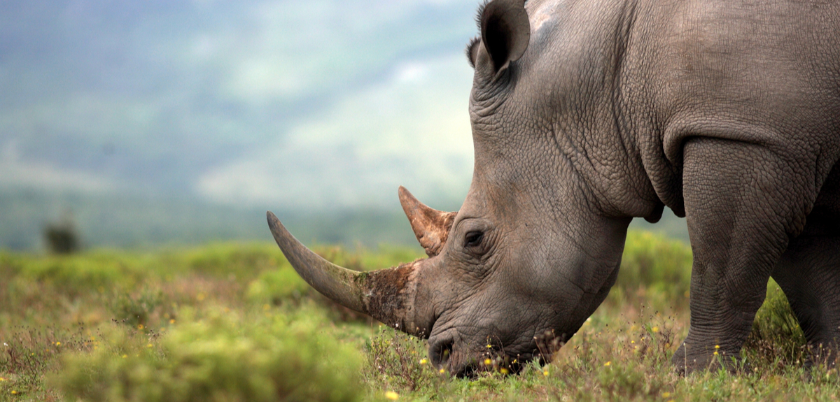 Creating fake rhino horn with horse hair to help save the